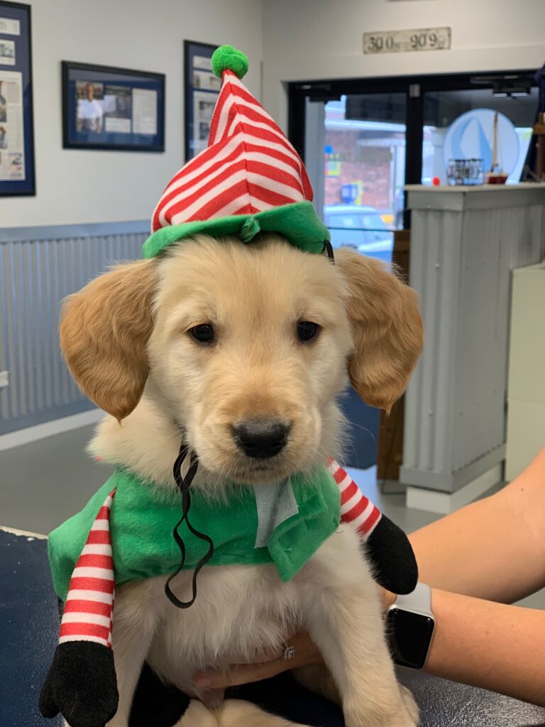 Southshore Physical Therapy, Metairie Louisiana, Christmas, puppy, cute, Elf costume